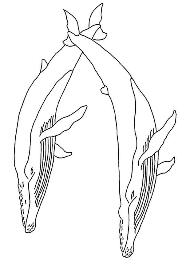 coloriage deux baleines font la parade